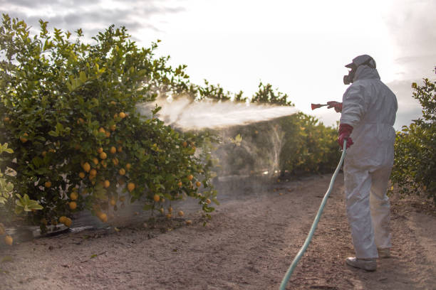 Best Wasp Removal Services  in Mango, FL