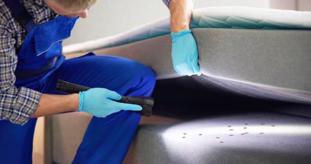 Best Termite Control Services  in Mango, FL