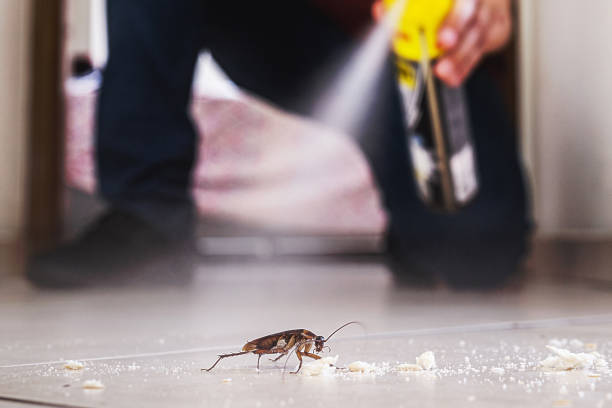 Best Emergency Pest Control  in Mango, FL