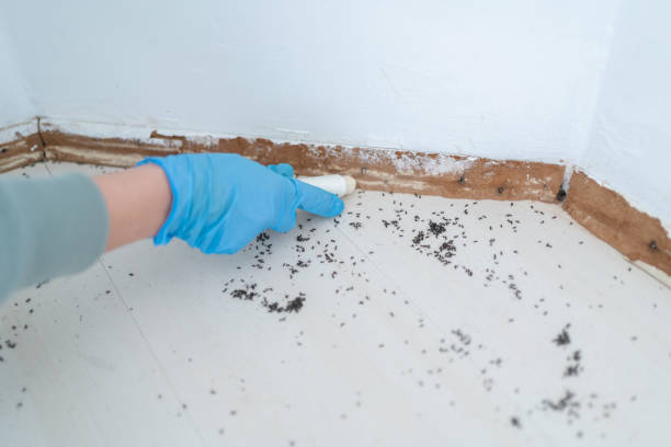 Best Ant Control Services  in Mango, FL